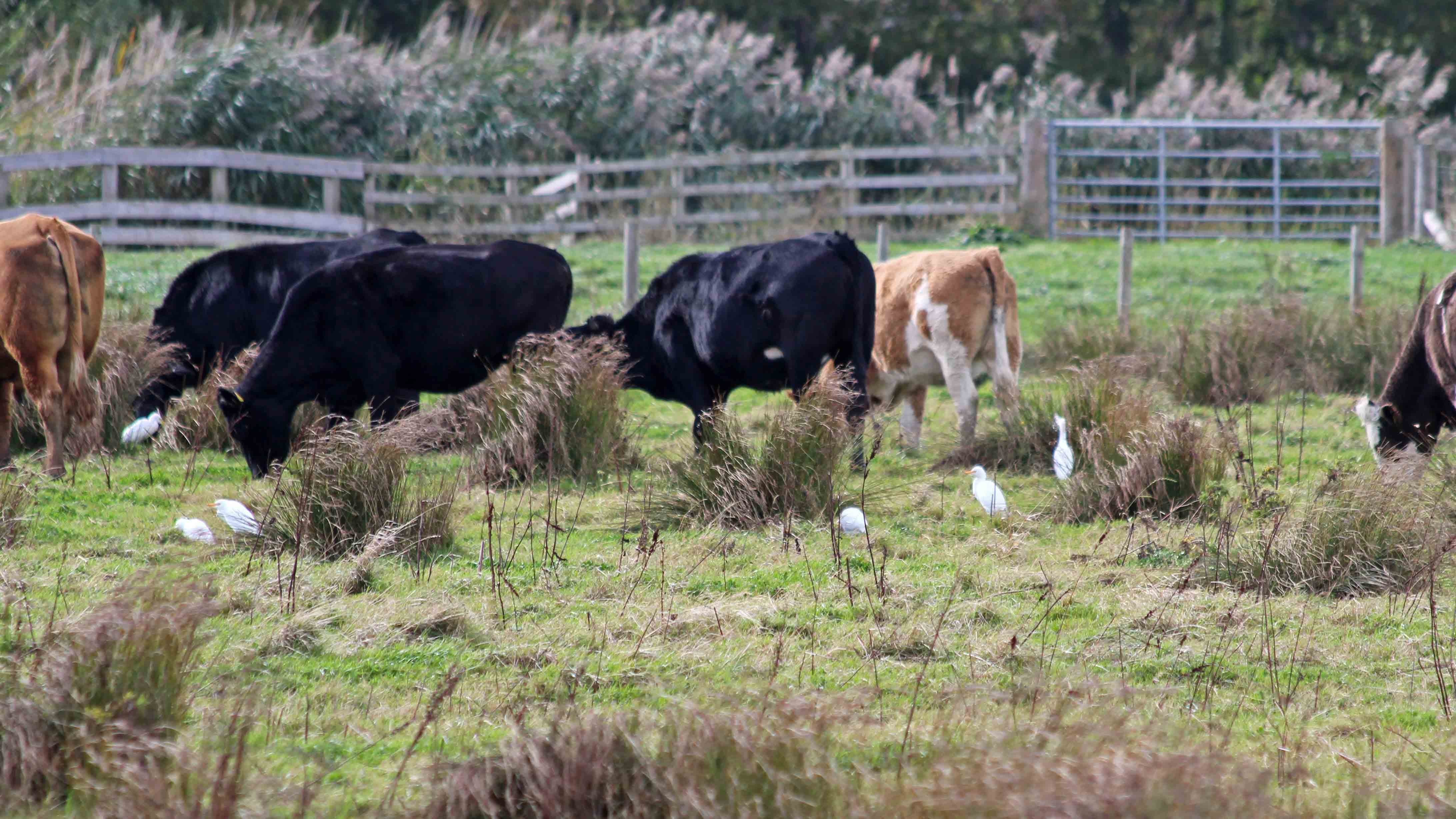 181014 Steart Marshes (9)