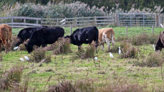 181014 Steart Marshes (9)
