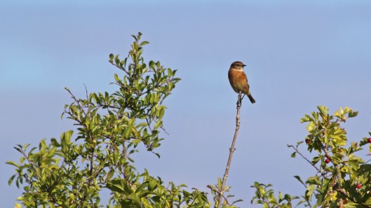 181016 Stonechats Cosmeston (2)