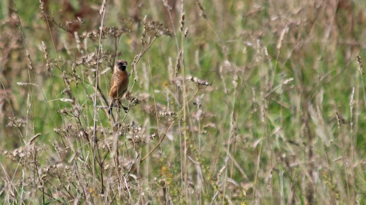 181016 Stonechats Cosmeston (4)