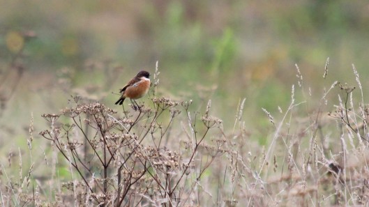 181016 Stonechats Cosmeston (5)