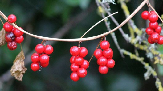 181018 natures necklace