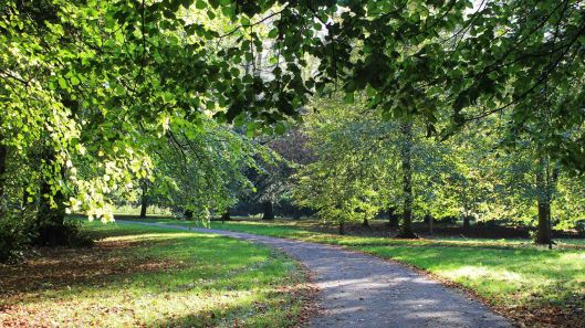 181021 Bute trees (2)