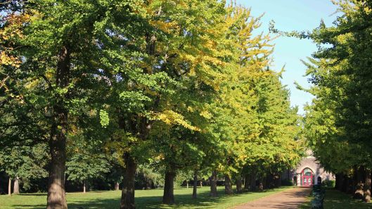 181021 Bute trees (3)