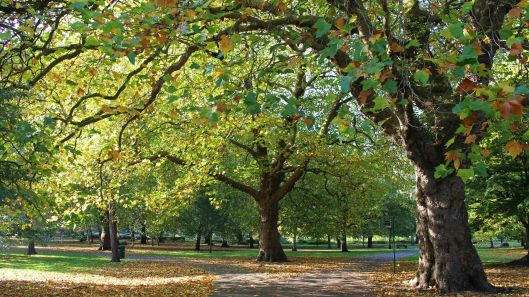 181021 Bute trees (4)