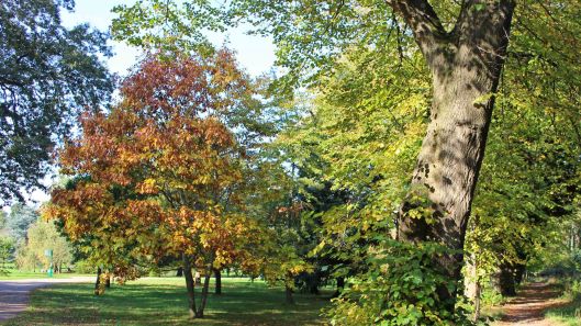 181021 Bute trees (5)