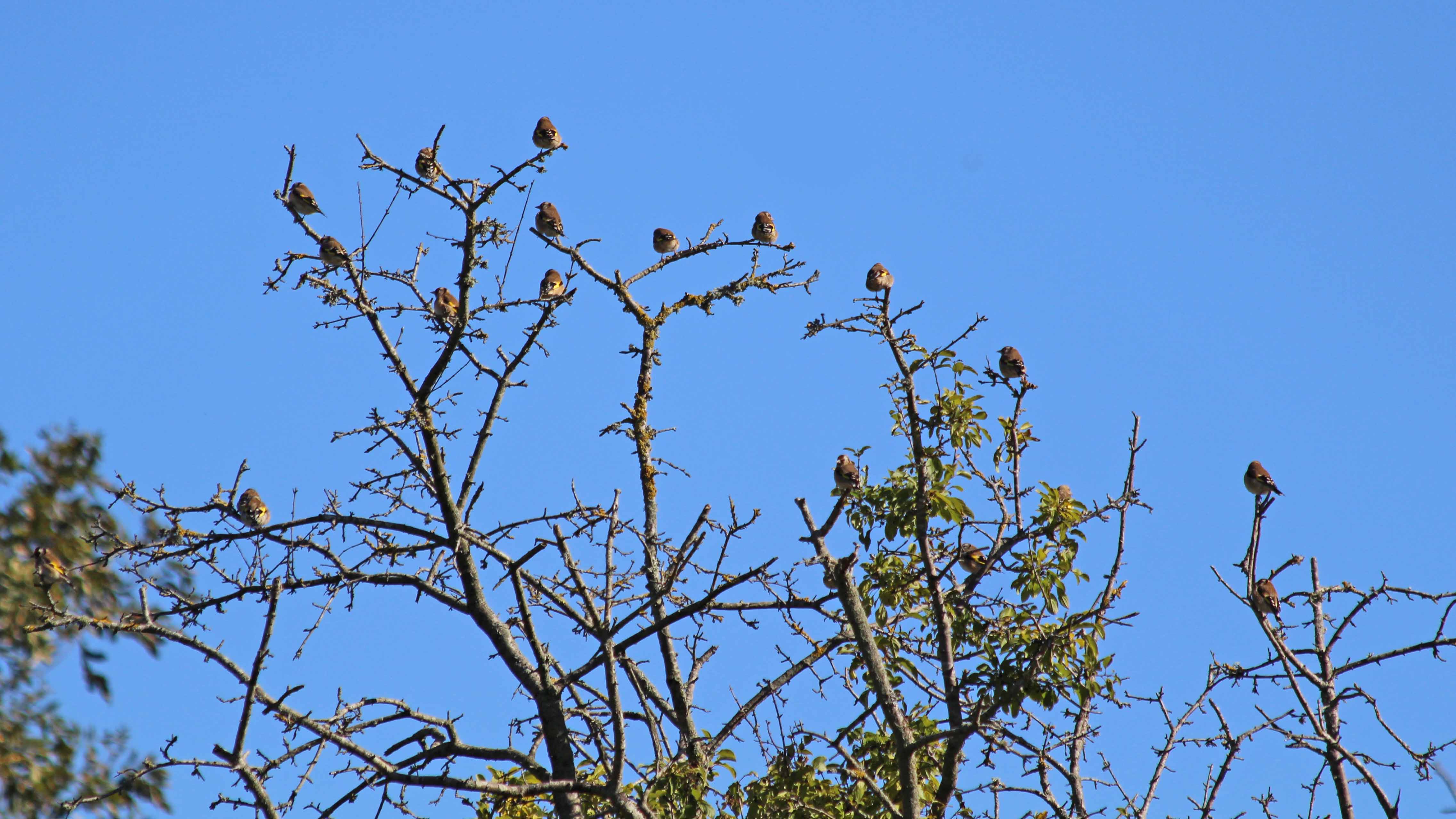 181024 goldfinches (1)