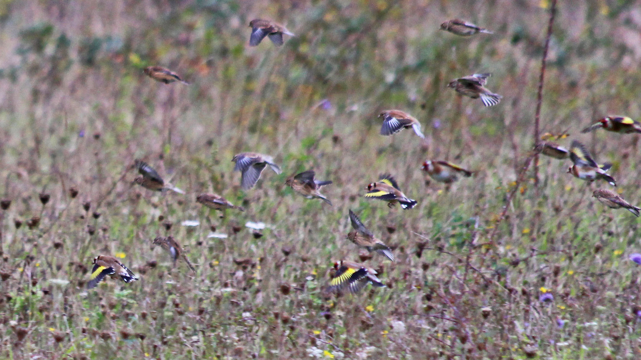 181024 goldfinches (2)