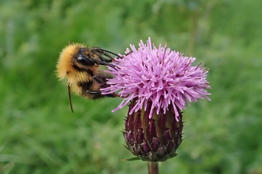 181026 bumble on wildflower