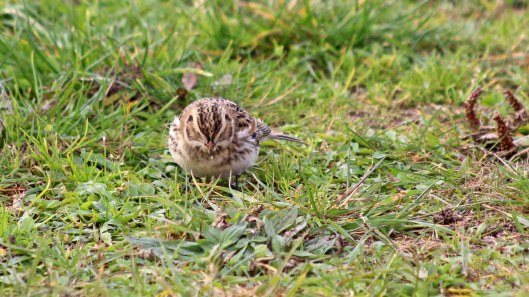 181030 lapland bunting (2)