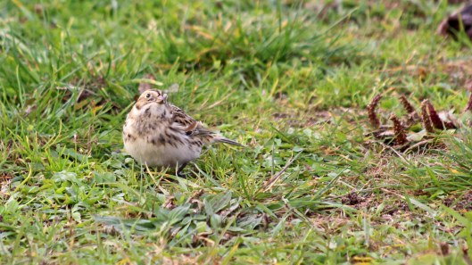 181030 lapland bunting (3)