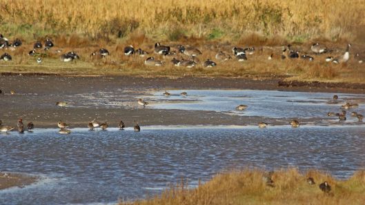 181031 birding Lodmoor (1)