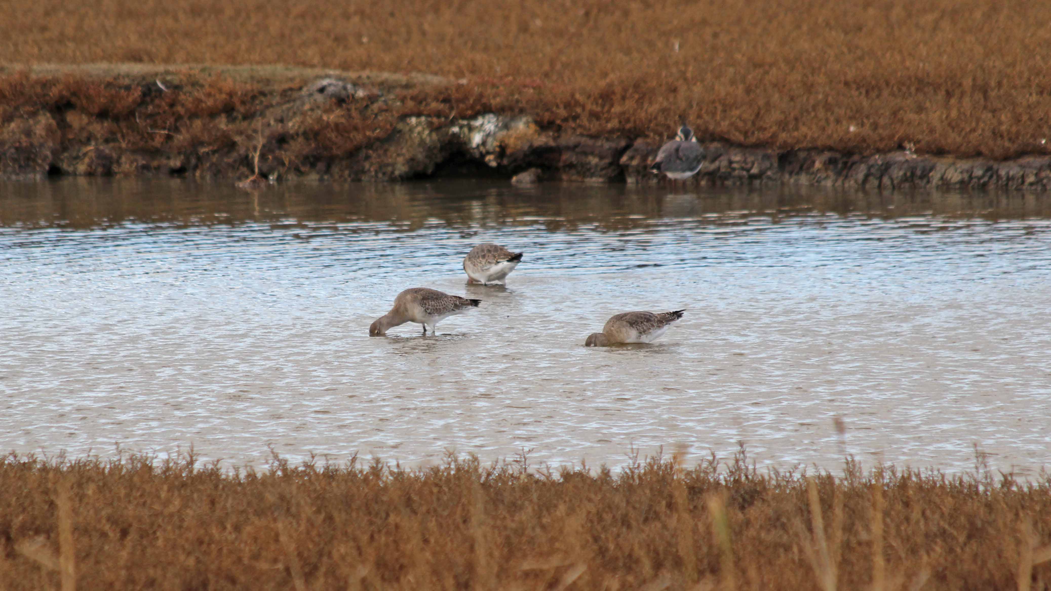181031 birding Lodmoor (2)