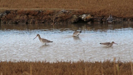 181031 birding Lodmoor (3)