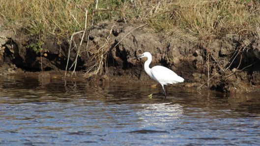 181031 birding Lodmoor (4)
