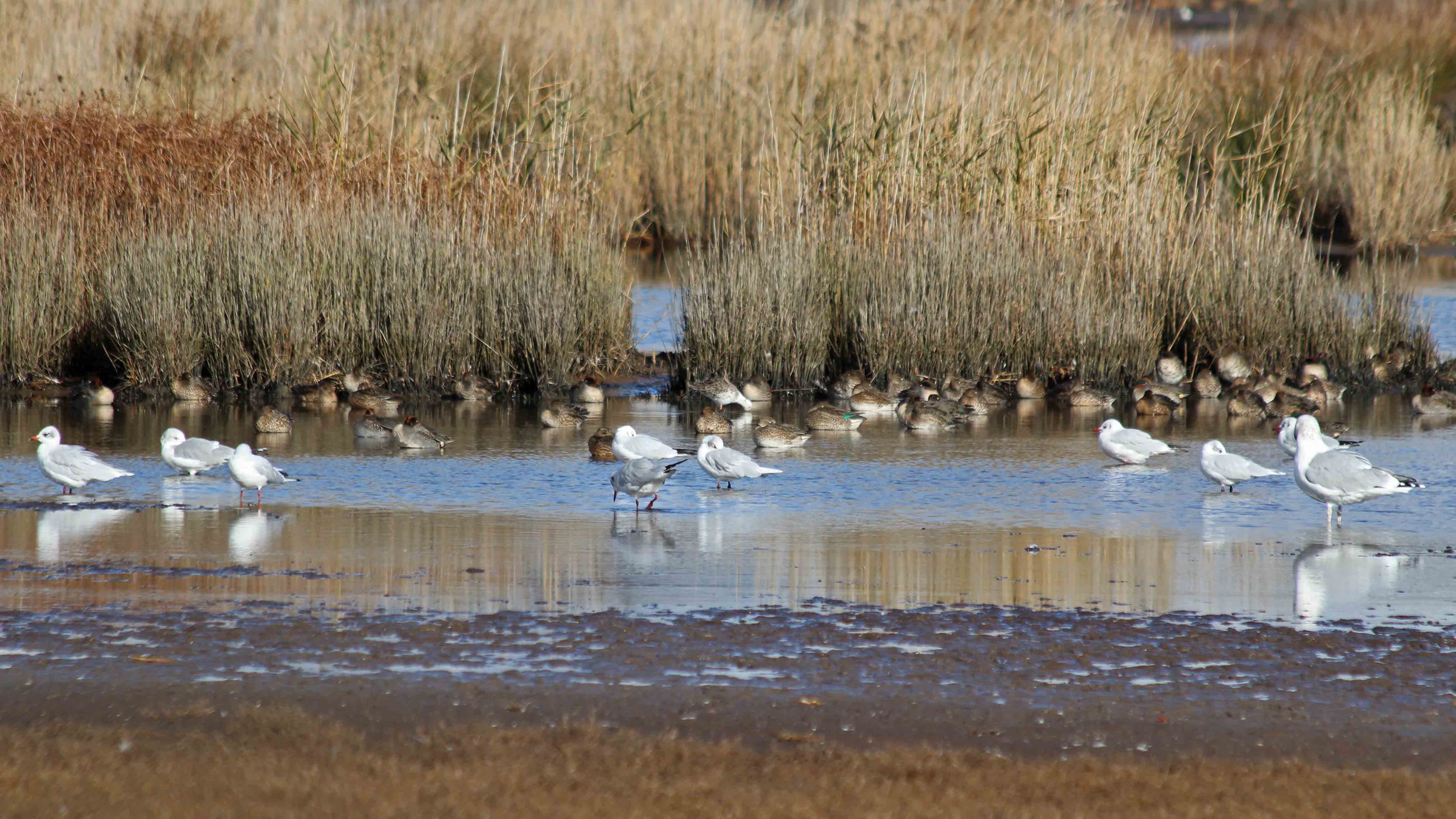 181031 birding Lodmoor (8)