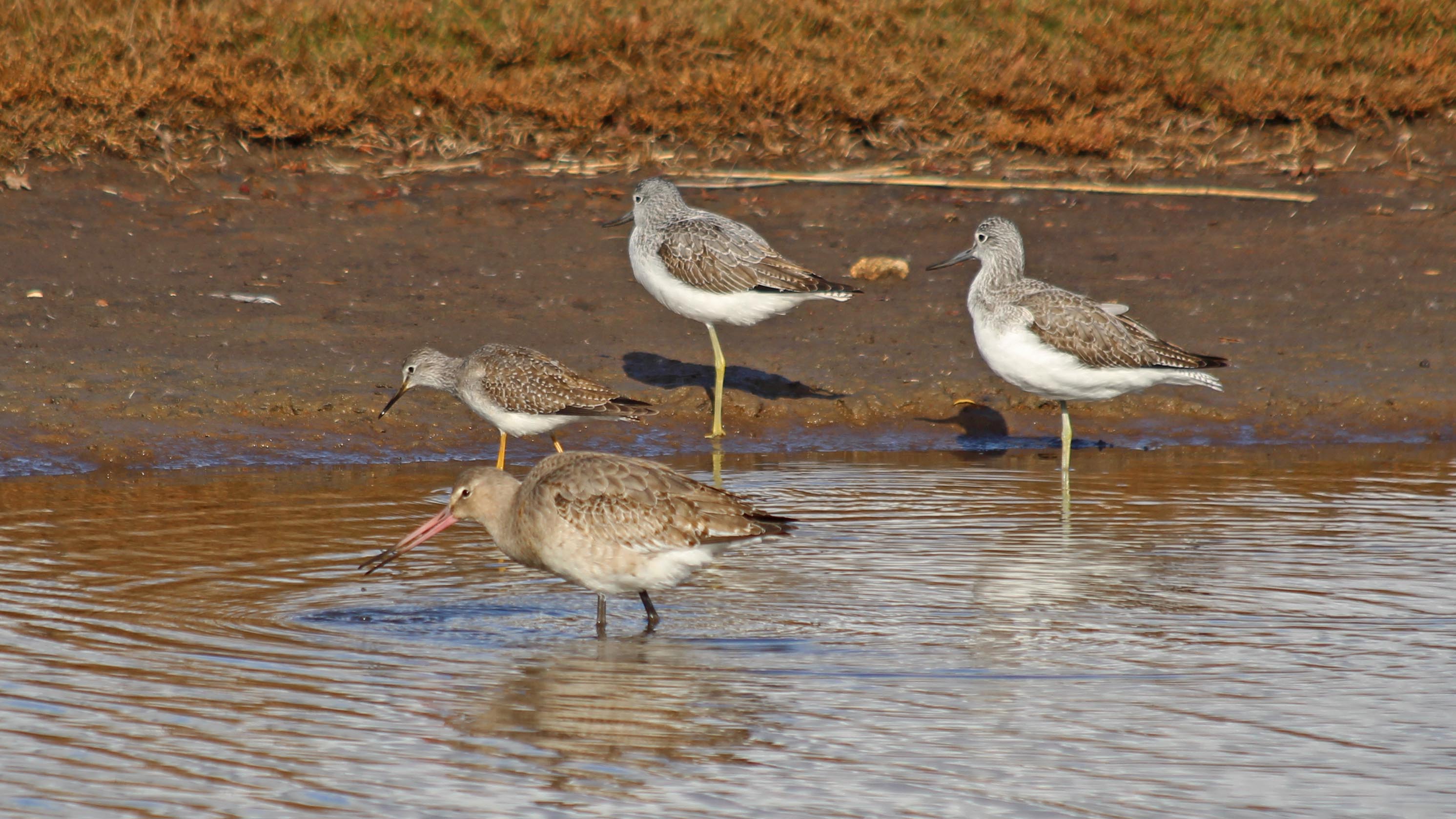 181031 birding Lodmoor (9)