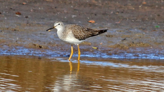 202 lesser yellowlegs