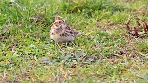 205 lapland bunting