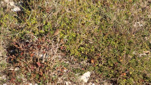 181101 birding Portland (7)