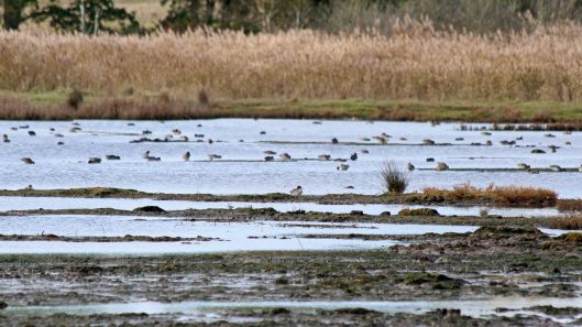 181102 (1) Lytchett Fields
