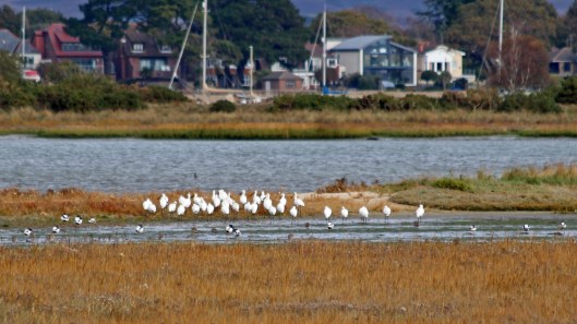 181102 (4) spoonbills