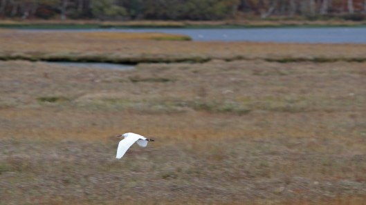 181102 (5) little egret