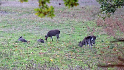 181103 roe deer (1)