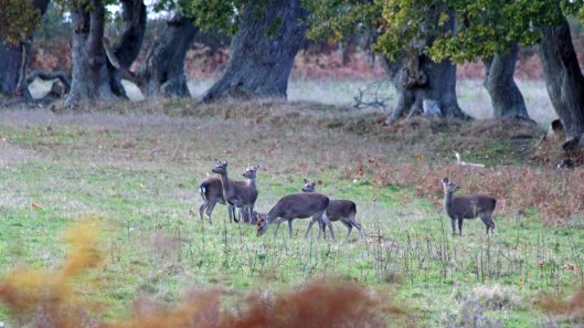 181103 roe deer (2)