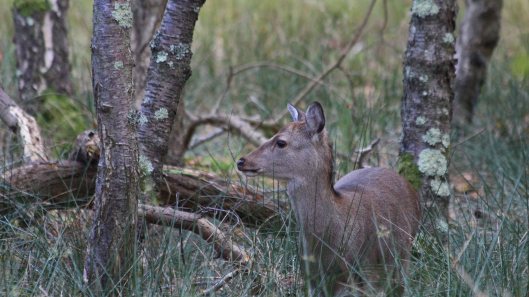181103 sika deer (1)