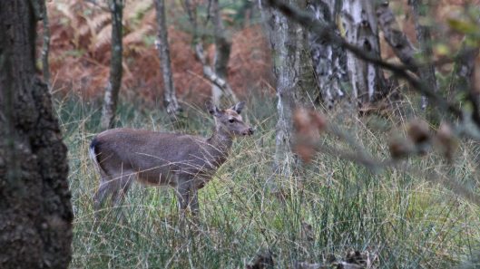 181103 sika deer (2)