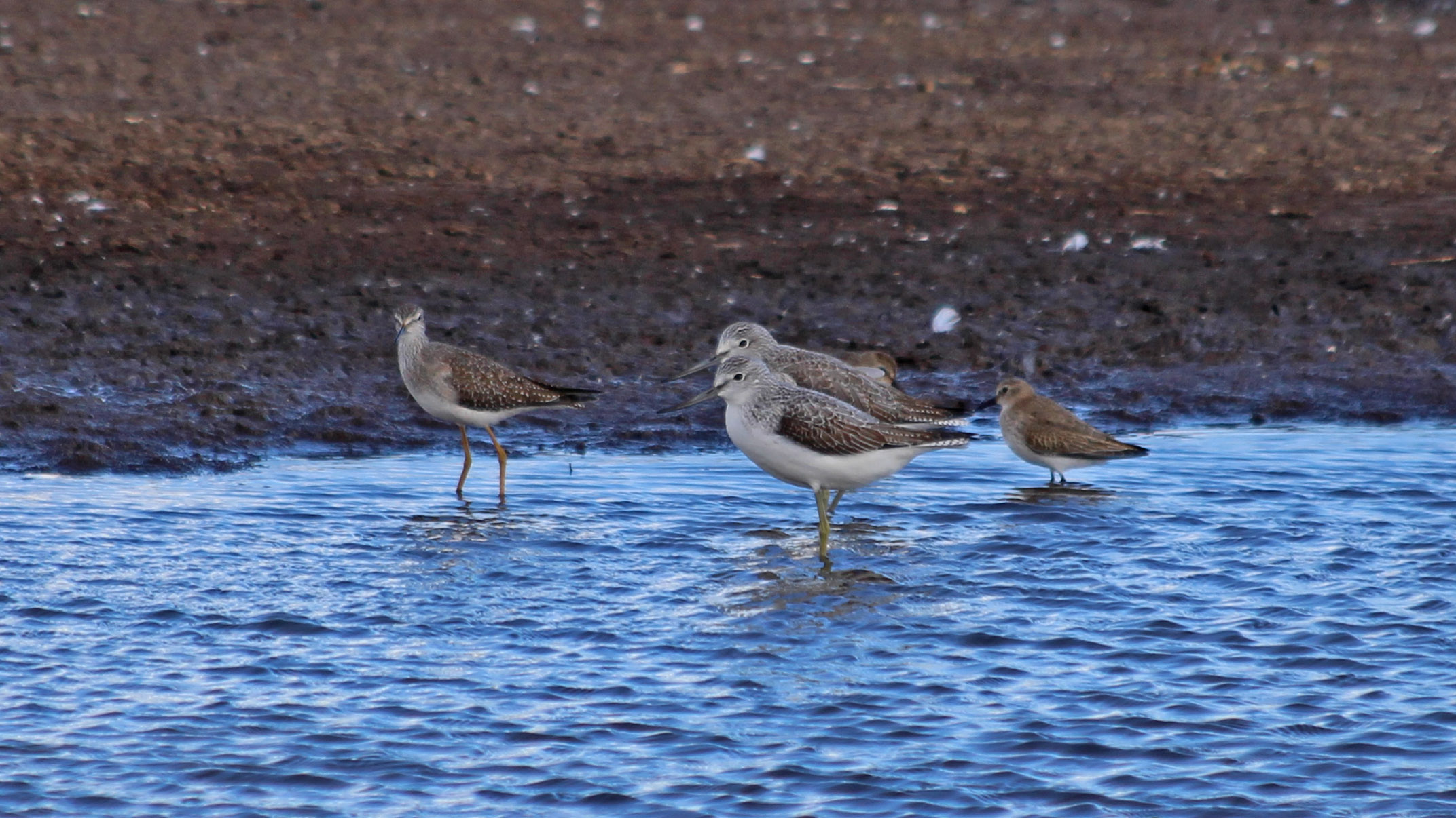 181104 lesser yellowlegs (7)