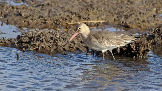 181106 black-tailed godwit (1)