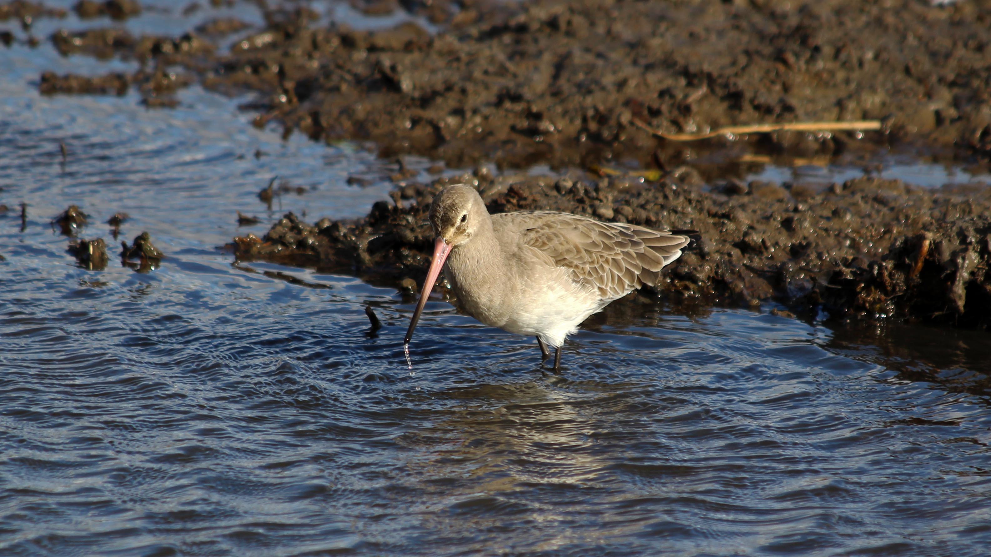 181106 black-tailed godwit (2)