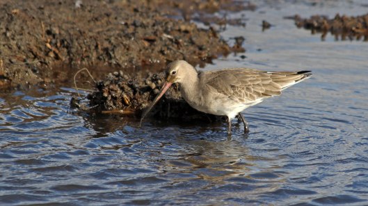 181106 black-tailed godwit (6)