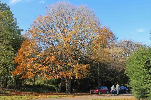 181107 Acer mono (12)