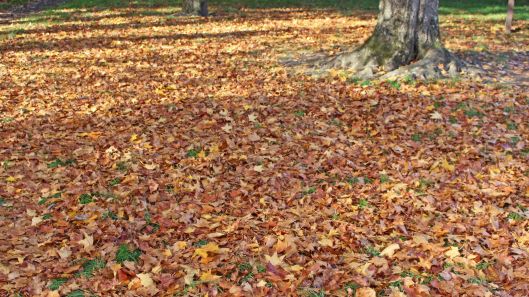 181107 Acer mono (13)