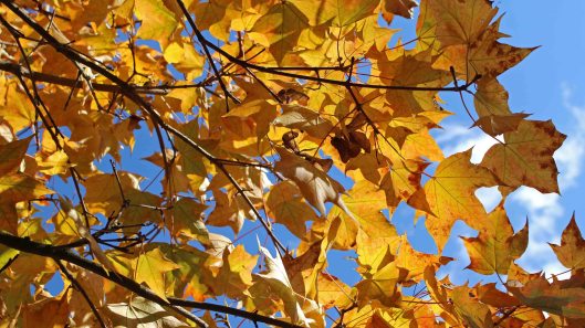 181107 Acer mono (14)