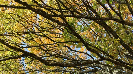 181107 Acer mono (3)