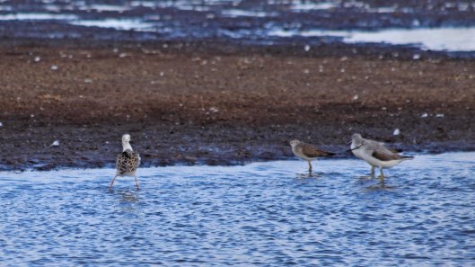 181108 white-headed ruff (3)