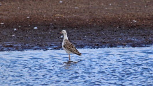 181108 white-headed ruff (4)