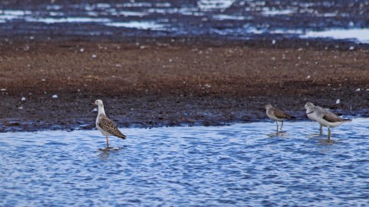 181108 white-headed ruff (8)