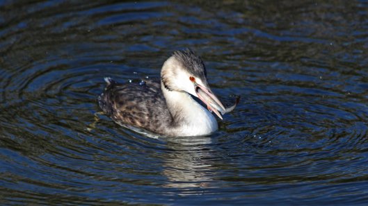 181112 great crested grebe (1)