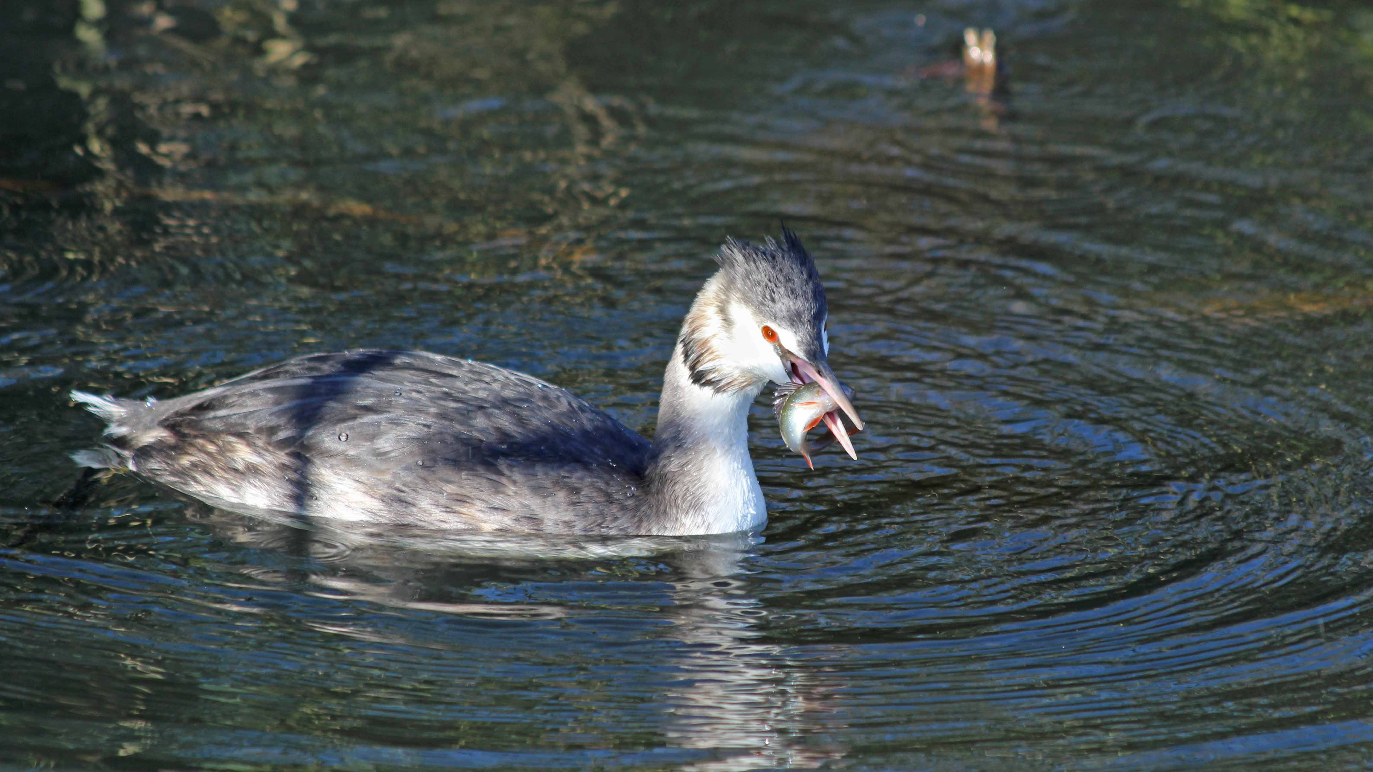 181112 great crested grebe (2)