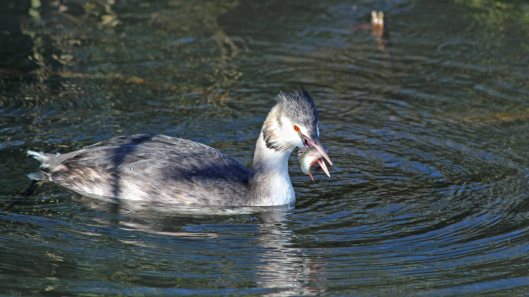 181112 great crested grebe (2)