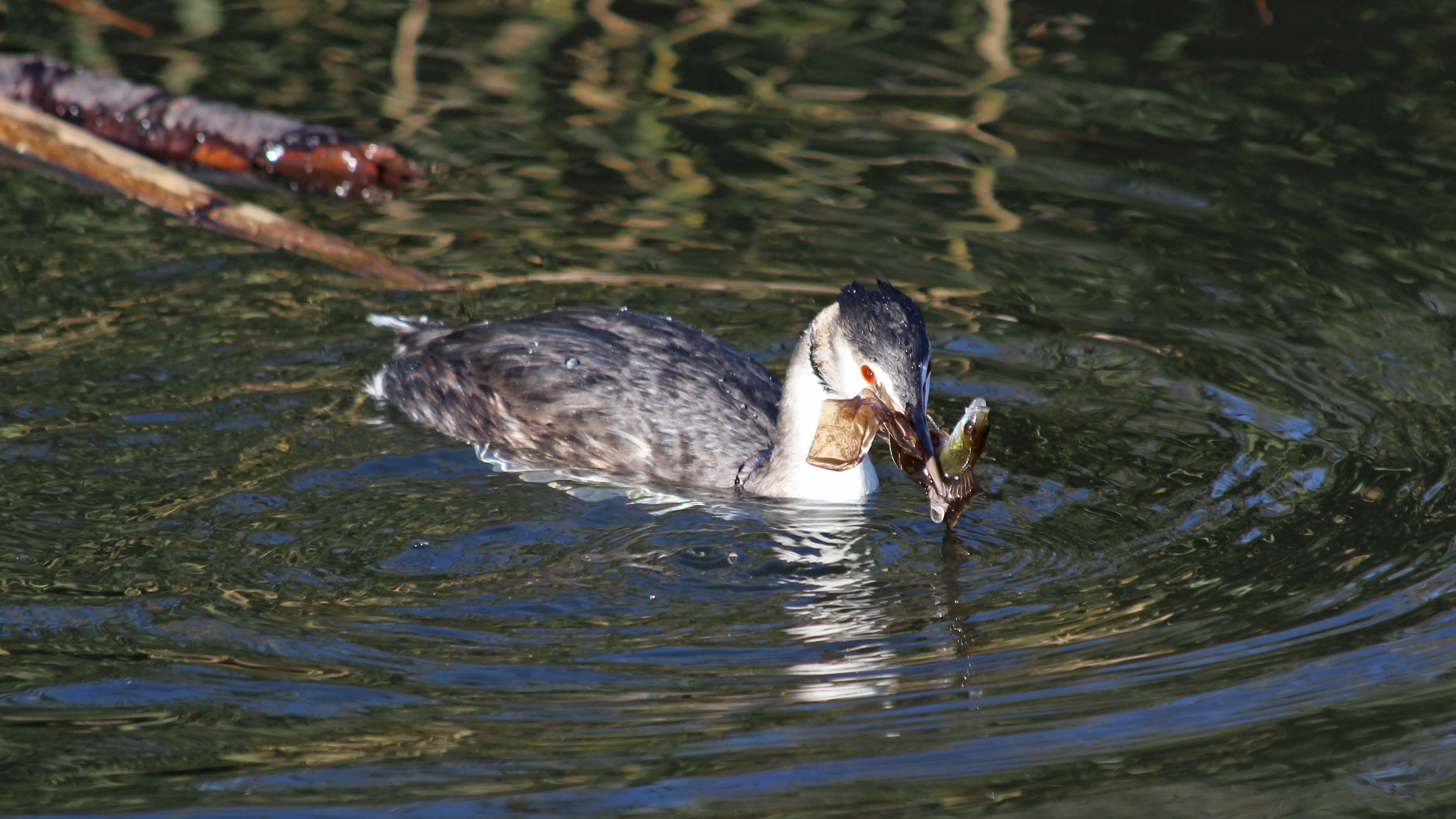 181112 great crested grebe (3)