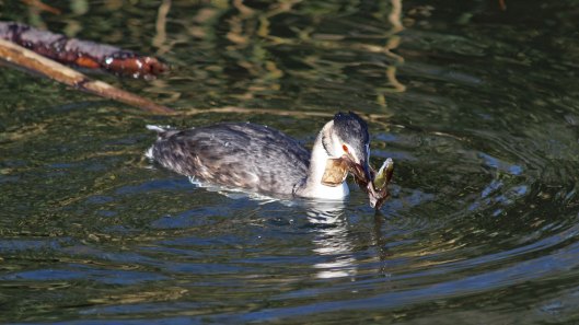 181112 great crested grebe (3)