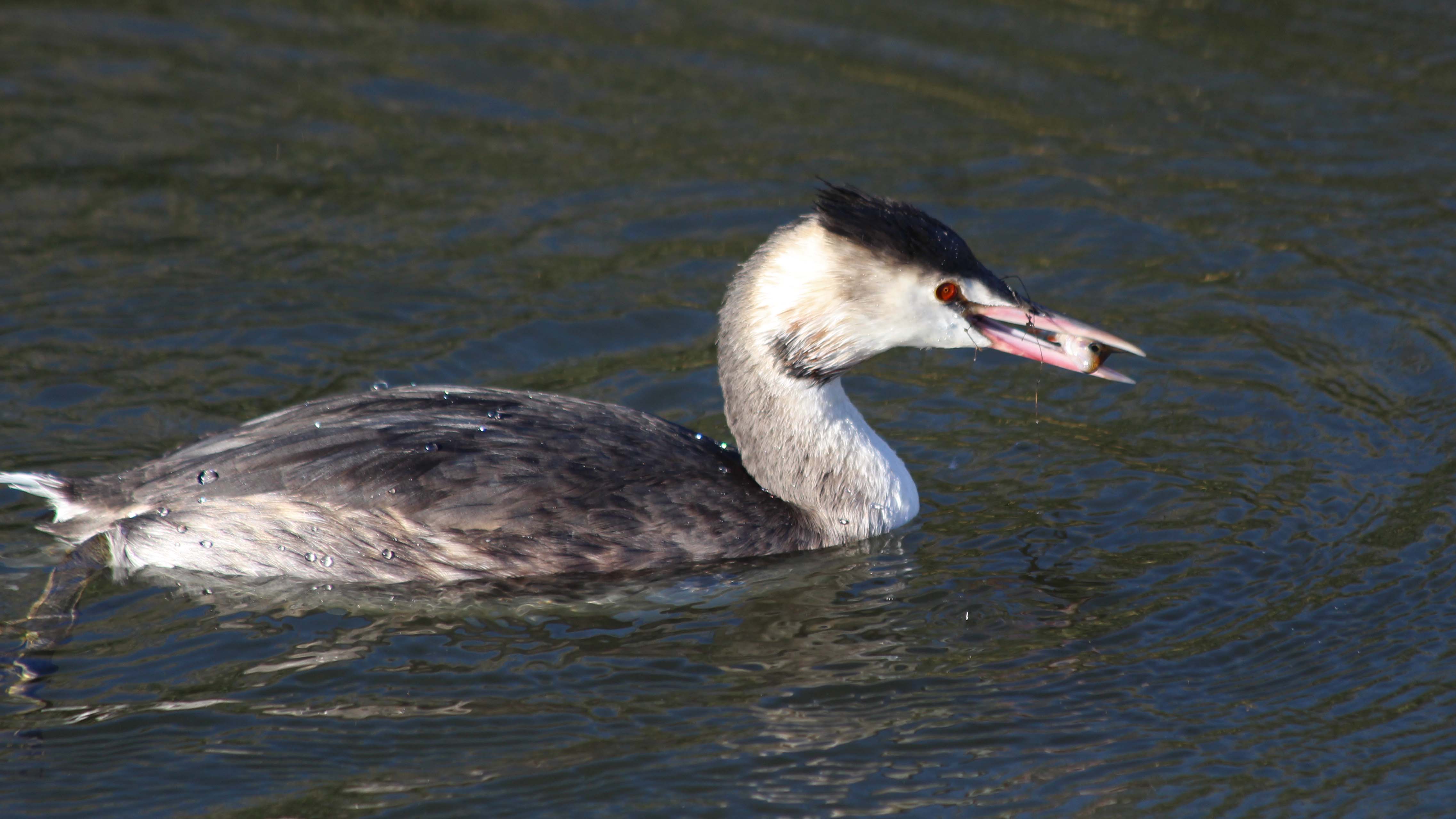 181112 great crested grebe (5)