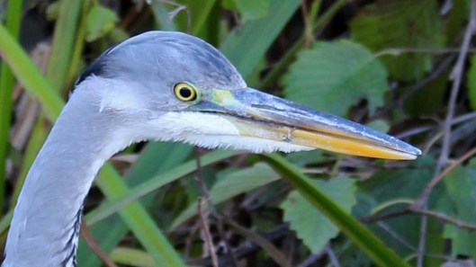 181113 grey heron (6)