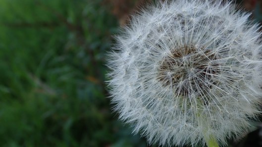 181115 seed dispersal (1)